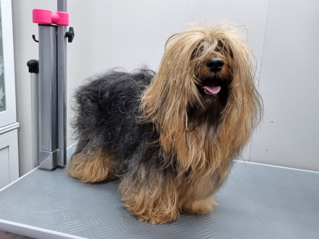 Honden knippen scheren of uitdunnen